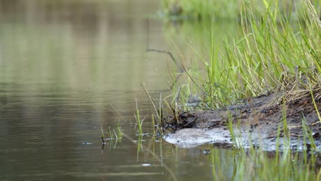 La-Lavandera-Común-Está-Buscando-Comida-En-El-Barro-De-La-Orilla-Del-Río-En-Primavera