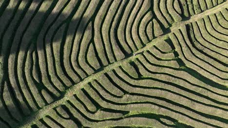 tea plantation at the azores, portugal. aerial top down view.