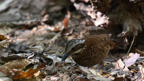 eared pitta, hydrornis phayrei, thailand