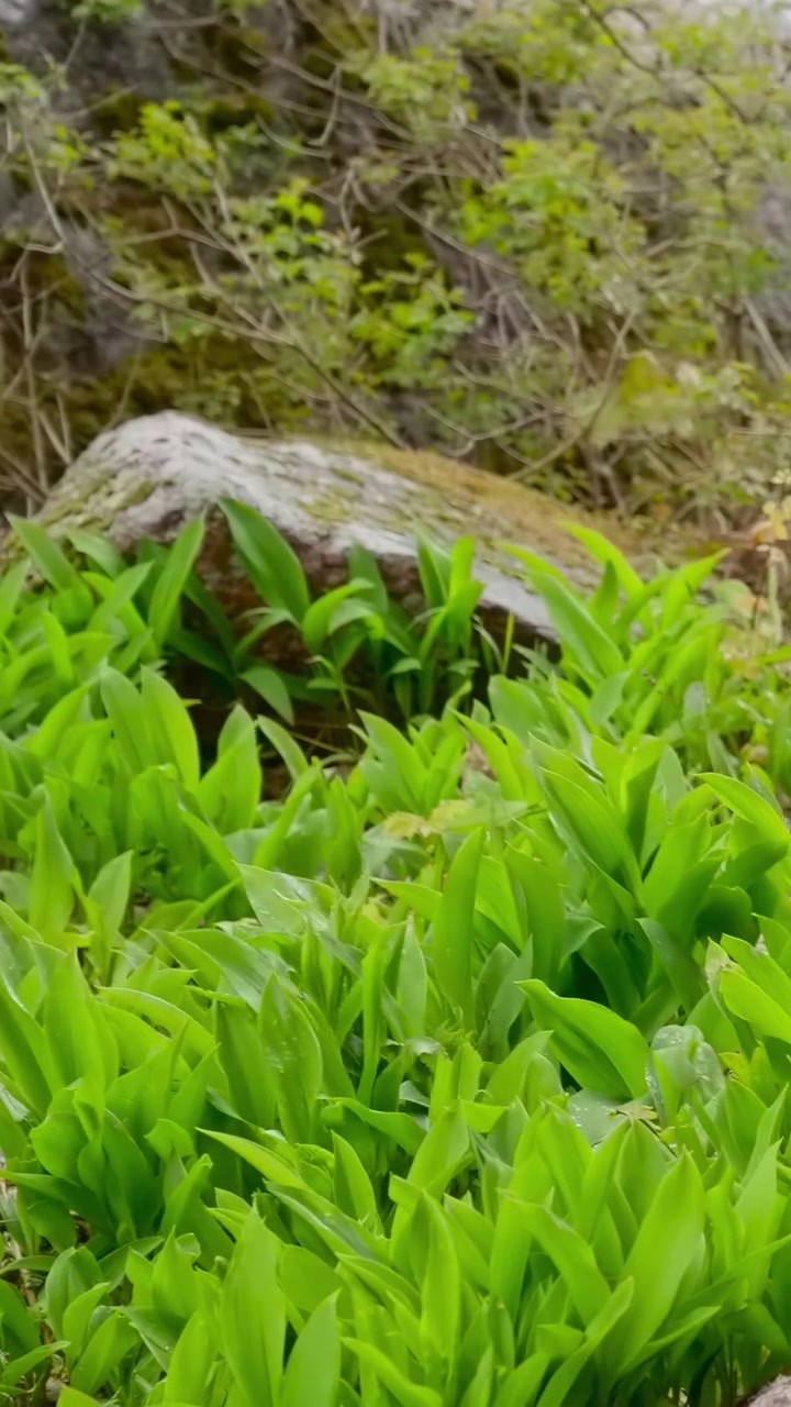 Closeup Coastal Undergrowth With Rocks. Vibrant Green Plants And Moss Nestle Among Weathered Stones, Soft