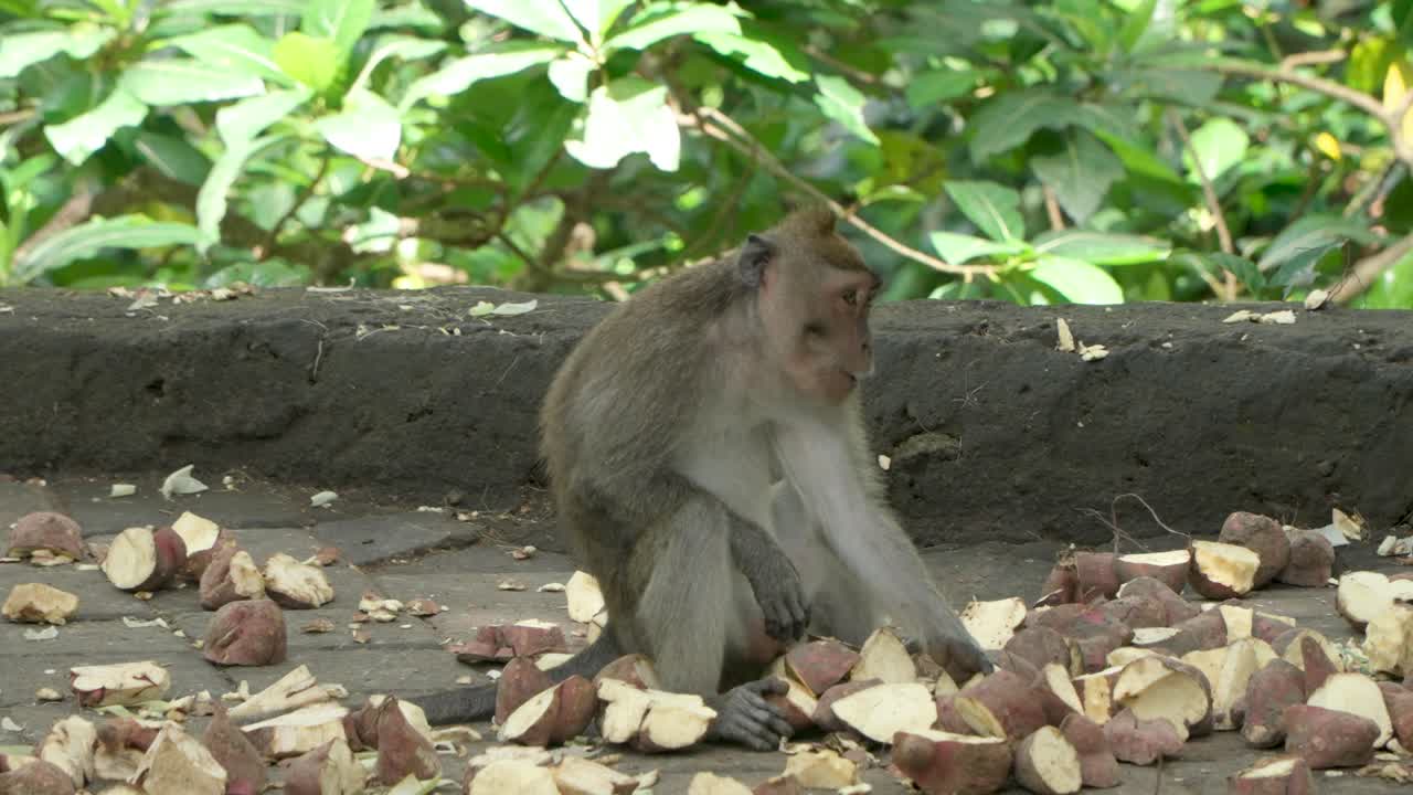 Monkey sits eating cut apples in the Ubud forest, surrounded by lush vegetation