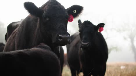 steam and drool from heifer cow close up in dense fog in early morning