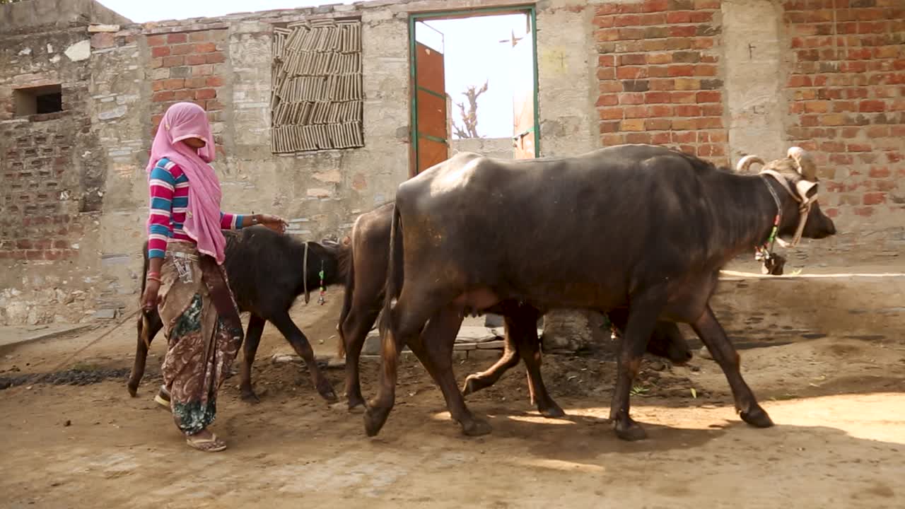 mujer con la cara cubierta por un velo rosa caminando con búfalos en una carretera rural en rajasthan, india