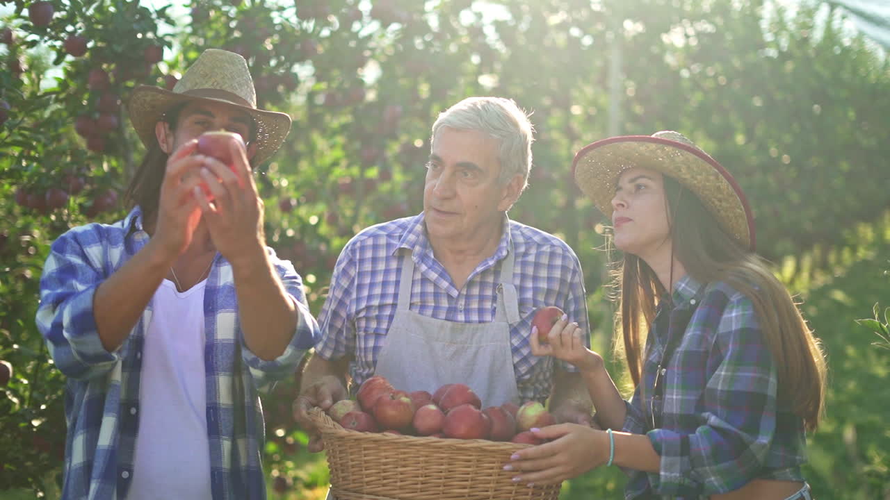 Farmers Harvesting Fresh Apples in an Orchard