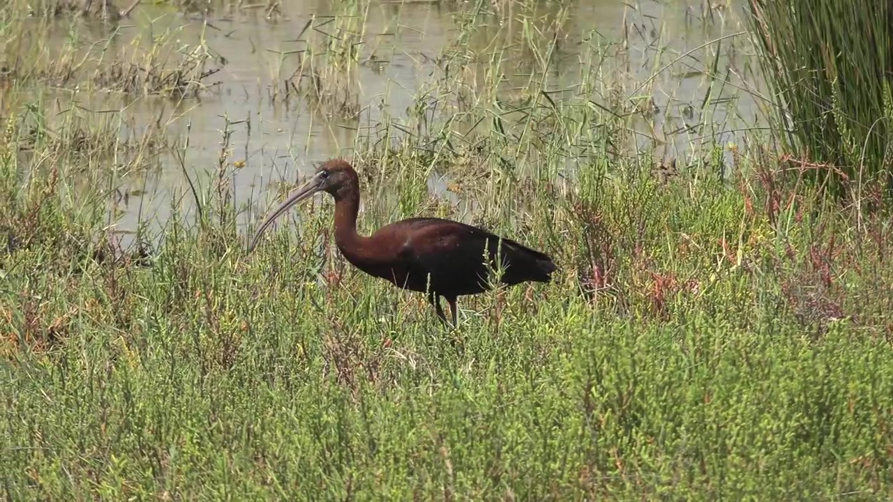 Ibis lucido che cerca cibo in una palude umida