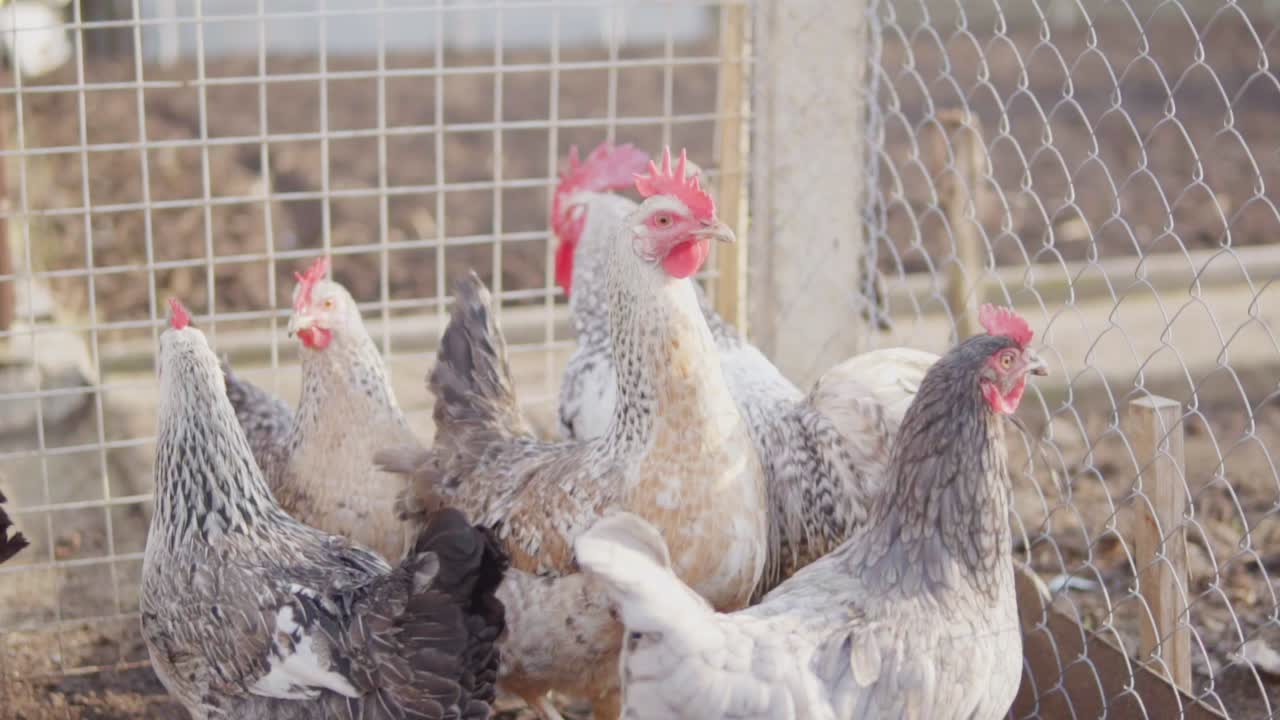pollo y gallina diferentes en el gallinero. filmado en cámara lenta