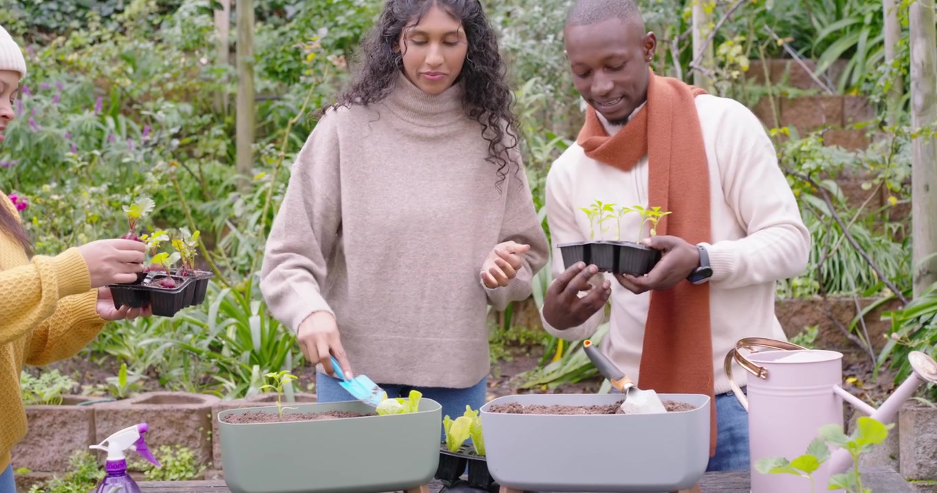 African friends planting lettuce into raised planters at garden table with trowel after tray pass