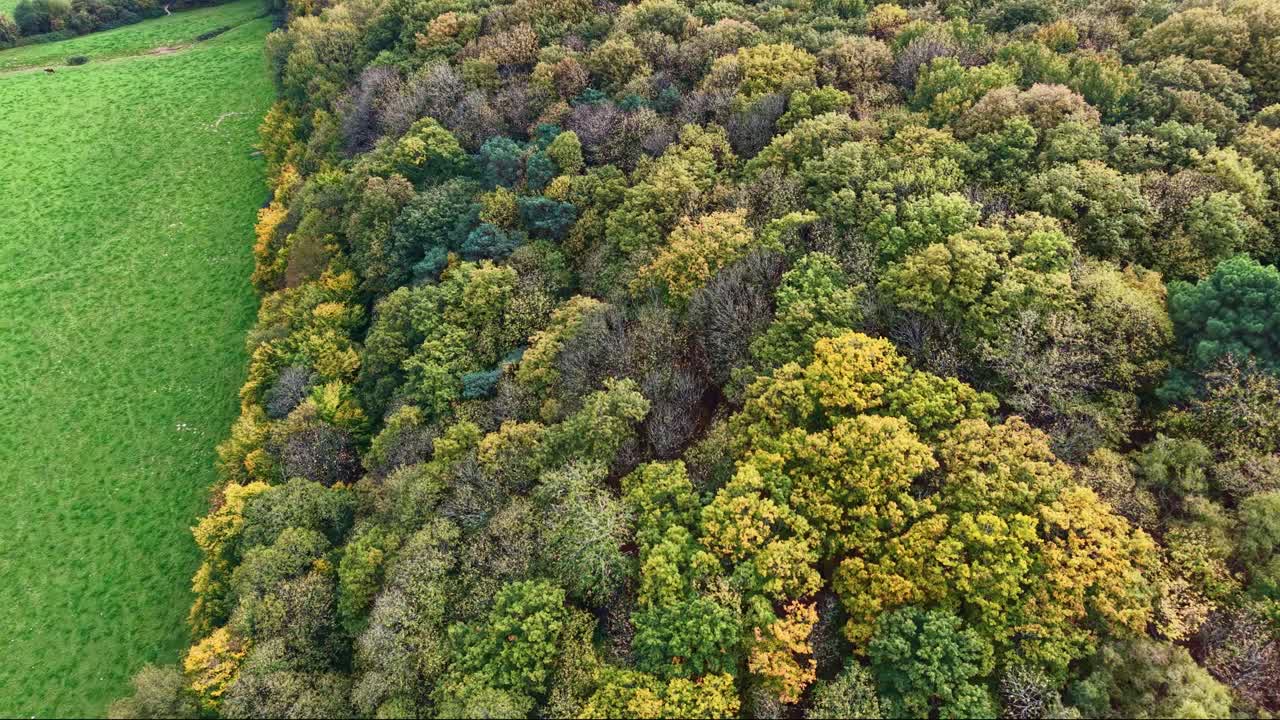 Tilted drone fly over the variable colors of Concise Forest canopies in autumn season, Saint-Berthevin, Mayenne, France