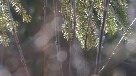 Gotas-De-Lluvia-En-Las-Ramas-De-Los-Pinos-Durante-El-Día-Soleado