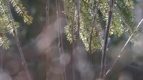 Raindrops on pine tree branches during sunny day