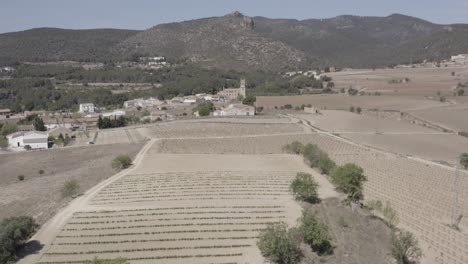 fields with vineyards, olive trees