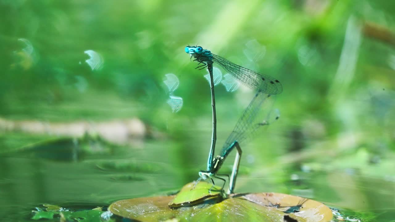 그녀가 물 표면에 잎 아래에 알을 낳는 동안 남성 damselfly 여성을 움켜 쥐고