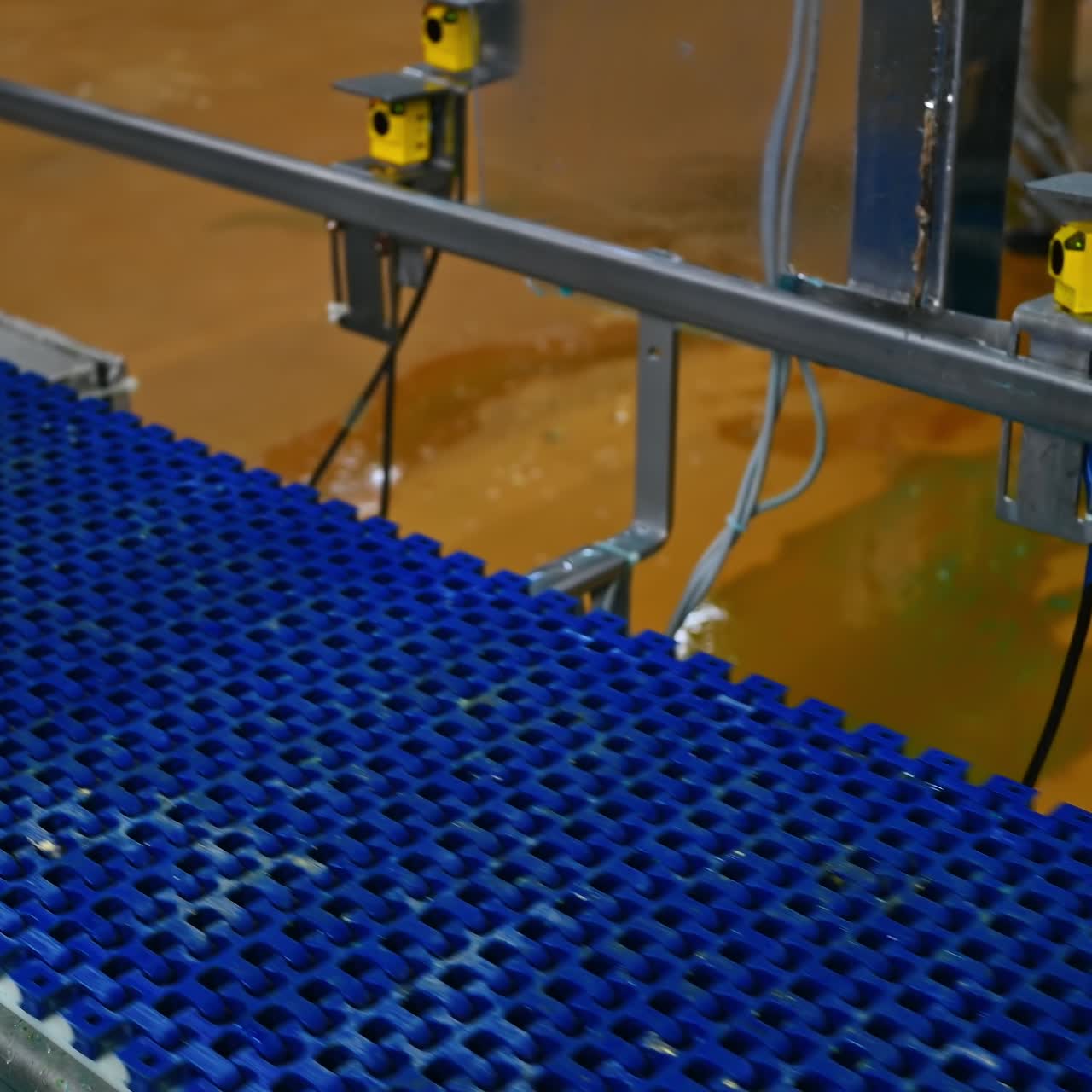Box with newborn chicks on conveyor line. Agriculture of chickens. Interior of poultry manufacture. Production of poultry on a farm