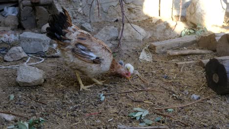 comiendo pollo de trigo