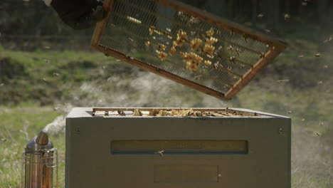 BEEKEEPING---Smoking-beehives-to-prevent-aggressive-behavior,-slowmo-medium-shot