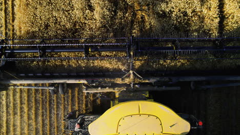 top-down view of combine harvester header with revolving reel harvesting wheat