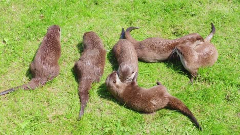 Group-of-young-playful-otters