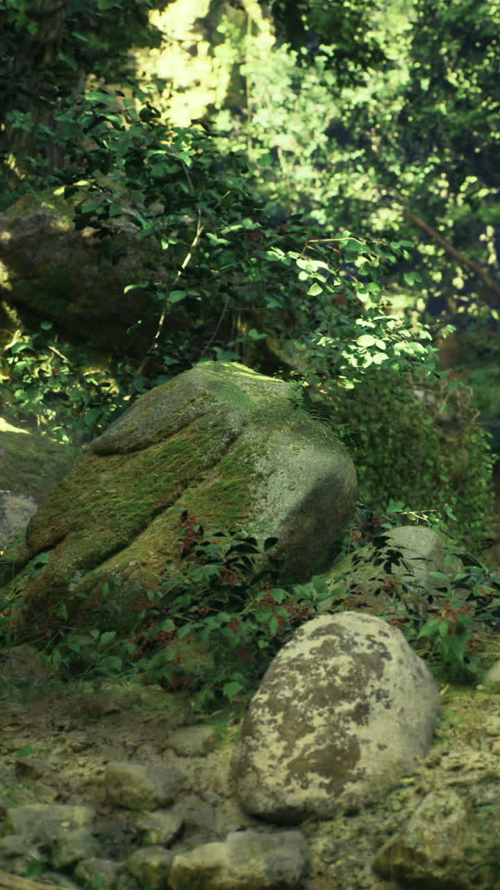 Hidden oasis in lush greenery surrounded by rocks and fallen logs