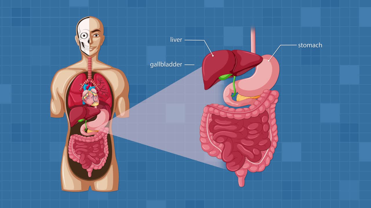 Educational animation transitions from a full-body anatomical view to a detailed, labeled close-up of the human digestive system with clear organ identification
