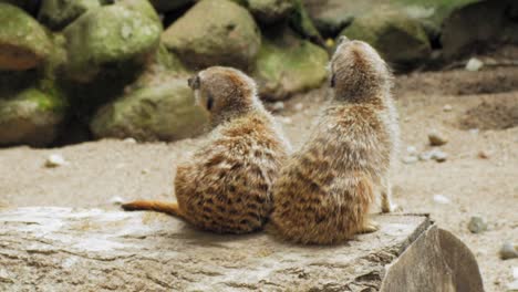 couple of meerkats sitting side by side on tree log in the zoo