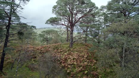 Scots-pine-forest-drone-footage