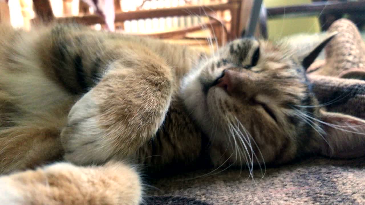 el hermoso gato gris duerme