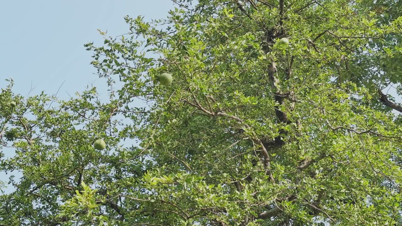 Upward shot of a bel fruit tree with multiple green fruits hanging among dense branches, bright sunlight illuminating the fresh foliage against a clear blue sky