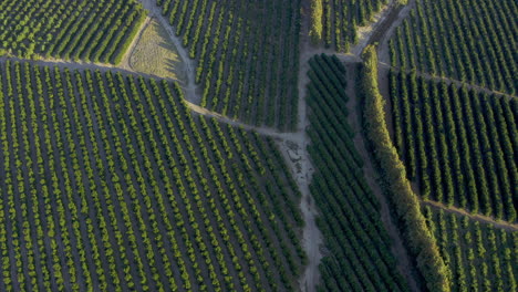 Where-some-of-the-world’s-best-oranges-are-grown