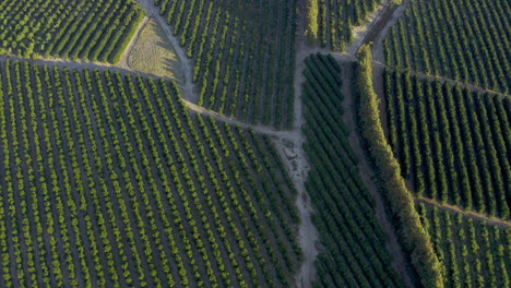 donde se cultivan algunas de las mejores naranjas del mundo