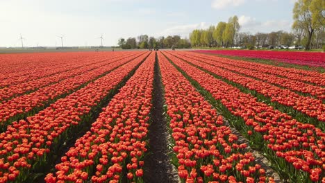 aerial shot of an orange, pink and red tulip field in the netherlands