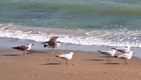 bandada de gaviotas de audouin en la playa