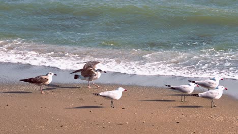 flock of audouin’s gull at the beach