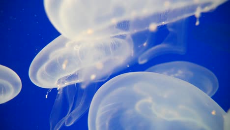 primer plano macro del grupo de medusas transparentes blancas en aguas profundas del océano durante el día soleado