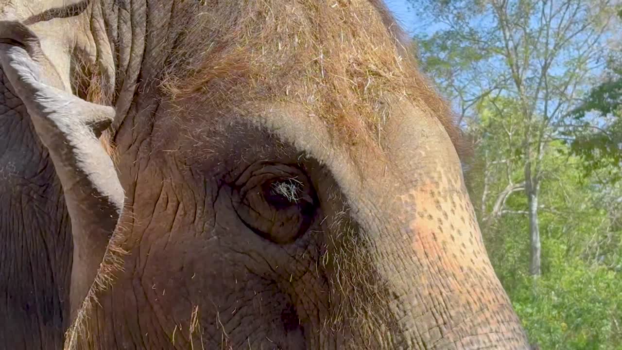 Detailed view of an elephant's eye and ear with lush greenery in the background.