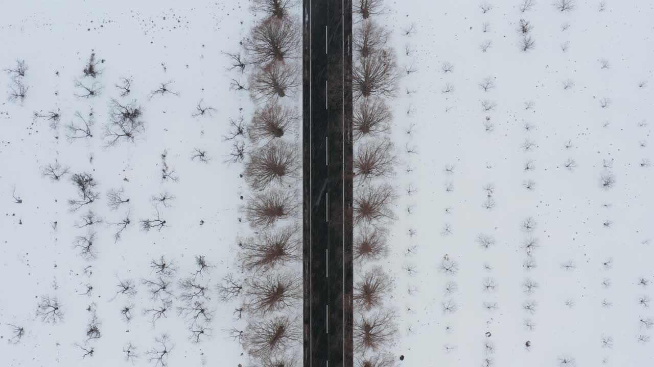 일본 메타세쿼이아 눈 덮인 공원의 직선 도로의 공중 정적 하향식
