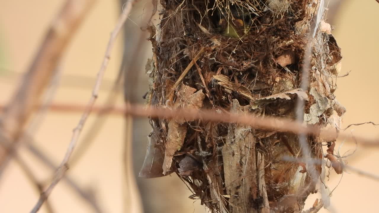 기도를 위해 나무에서 기다리는 벌새