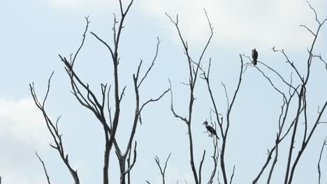 black birds on top of dry tree branch