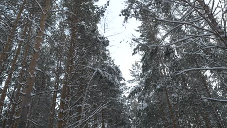bosque de invierno nevado