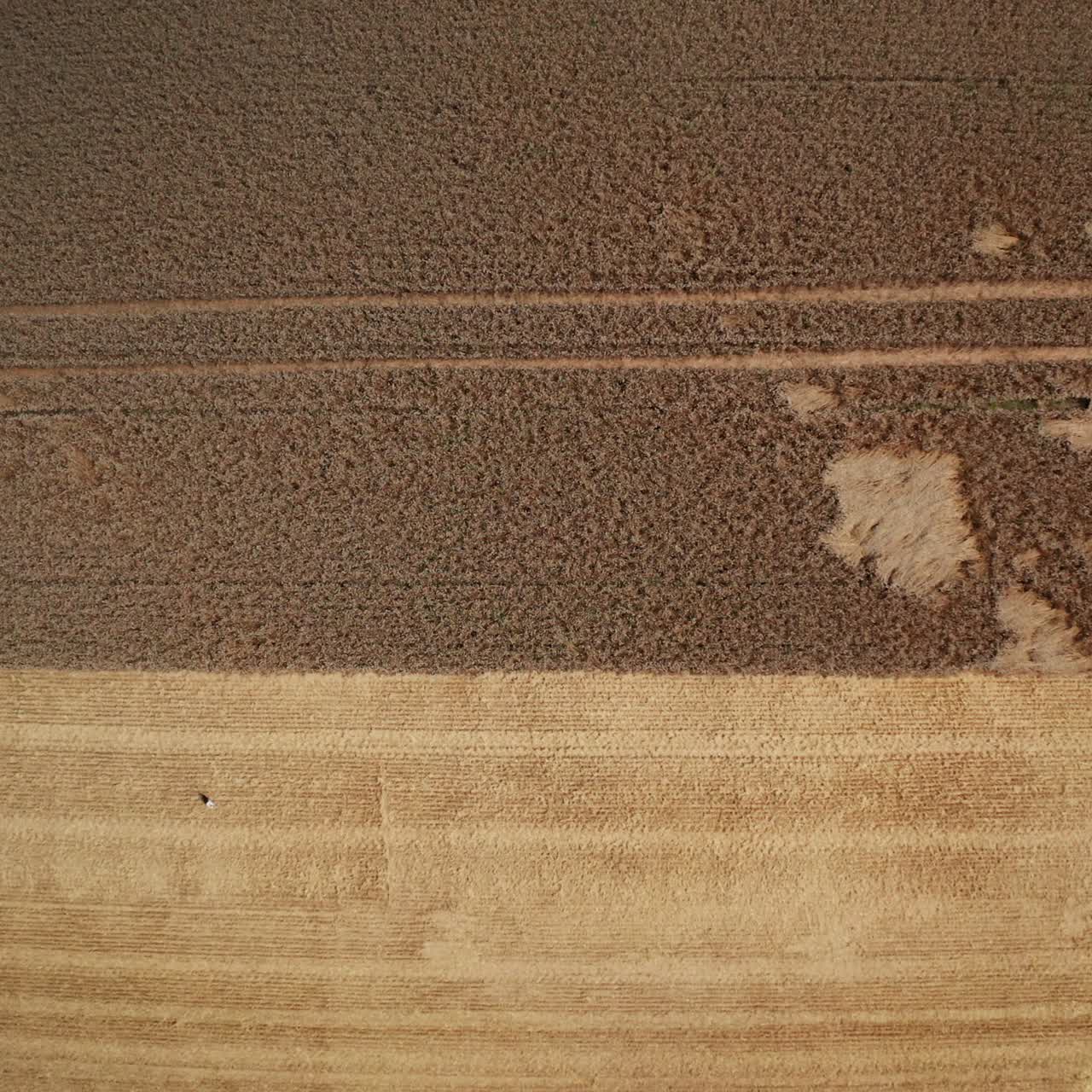 Agricultural farming lands aerial view. Countryside landscapes harvesting by huge combine