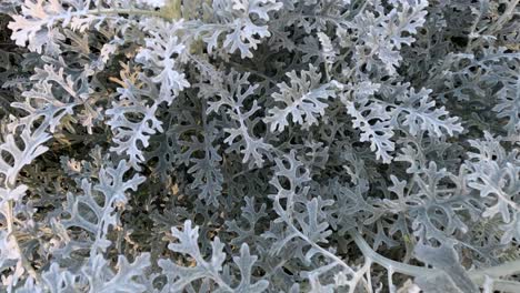 detailed view of centaurea cineraria foliage