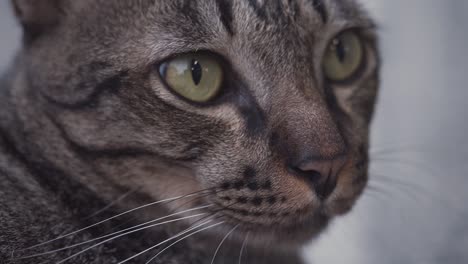portrait of a brown cat face in slow motion - tired cat relaxing on the street in 4k high quality footage - rack focus - view from front