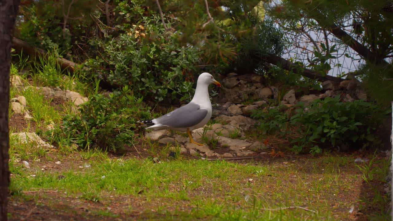 Yellow-legged seagull (Larus michahellis) standing calmly on green grass, surrounded by nature in Taormina, Sicily, Italy (Italia)