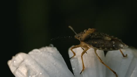Stink Bug on a Dew-Covered Daisy
