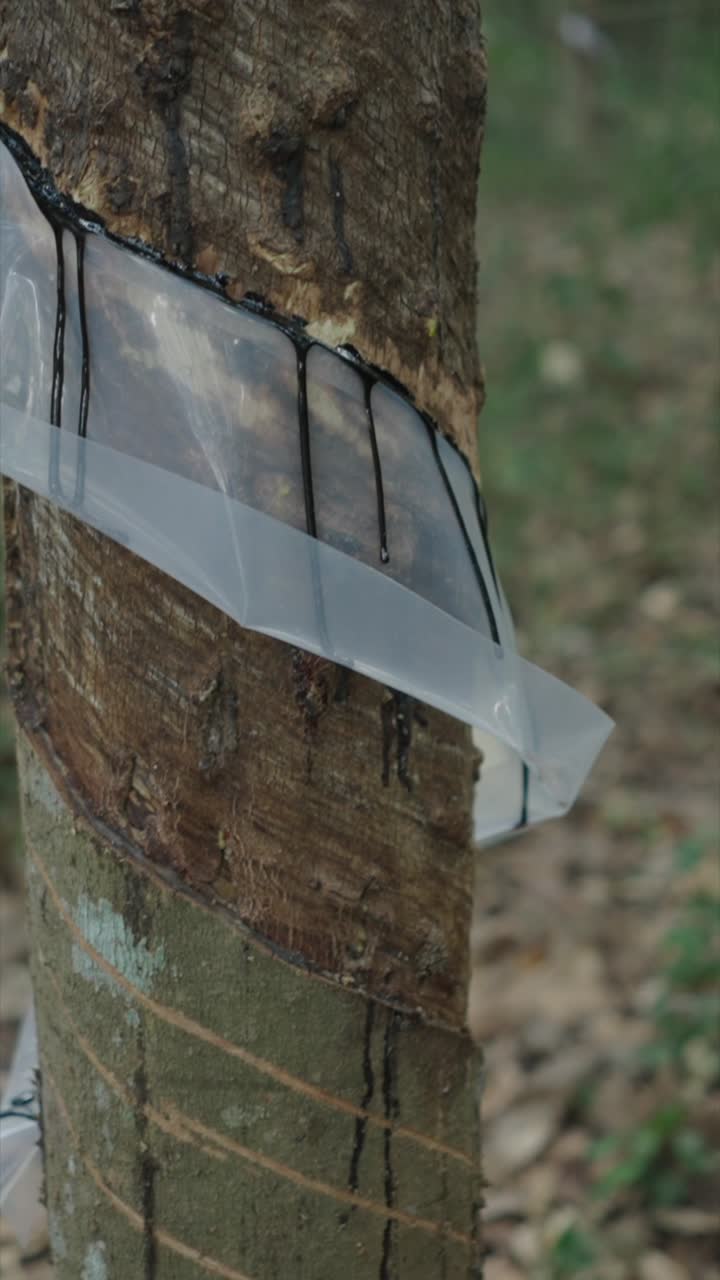 Rubber Tree Tapping