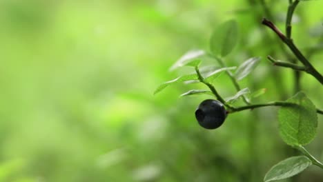 close up of a single blueberry on a bush in a forest with shallow depth of field