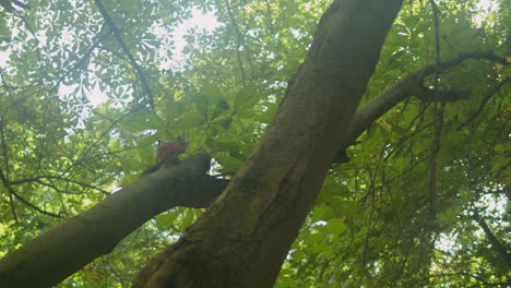 red brown squirell on the tree in forest close-up. small quirell sitting and eating nuts in beautiful green park