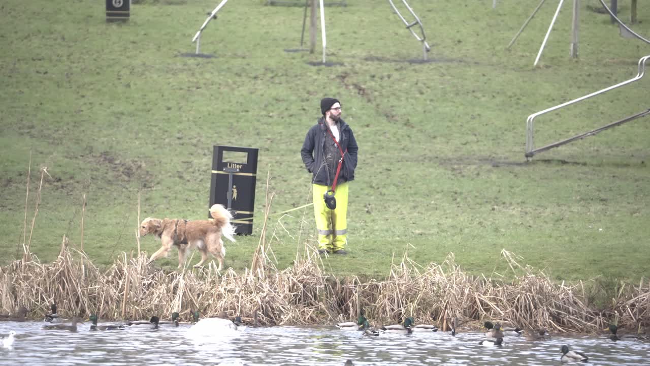 Animal walking lifestyles, isolated serene morning park stroll, slow-mo