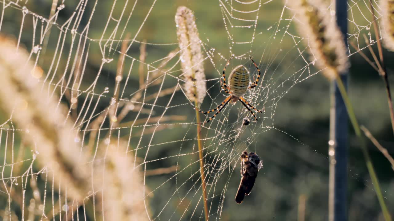 A close shot panning right reveals a spider on its web with a caught insect, set against tall grass and a blurred natural background, highlighting intricate details.