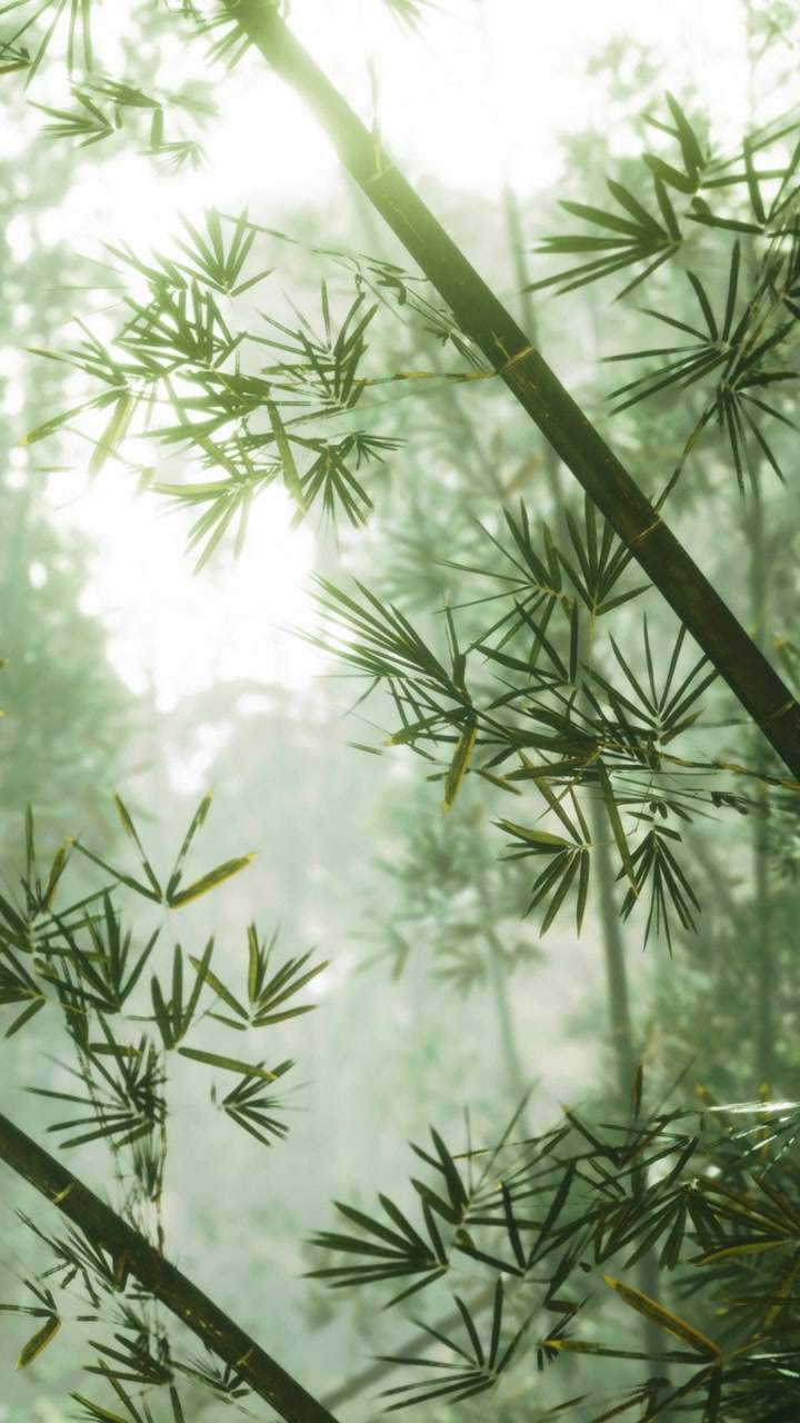 La luce del sole filtra attraverso foglie di bambù lussureggianti in un'ambientazione forestale serena.