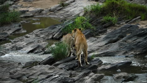 lions in the maasai mara walking around rocky area with pools and stream